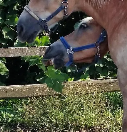 Urlaub Am Bauernhof Unger *